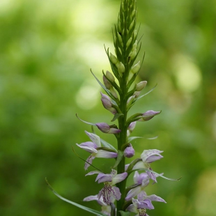 Dactylorhiza saccifera